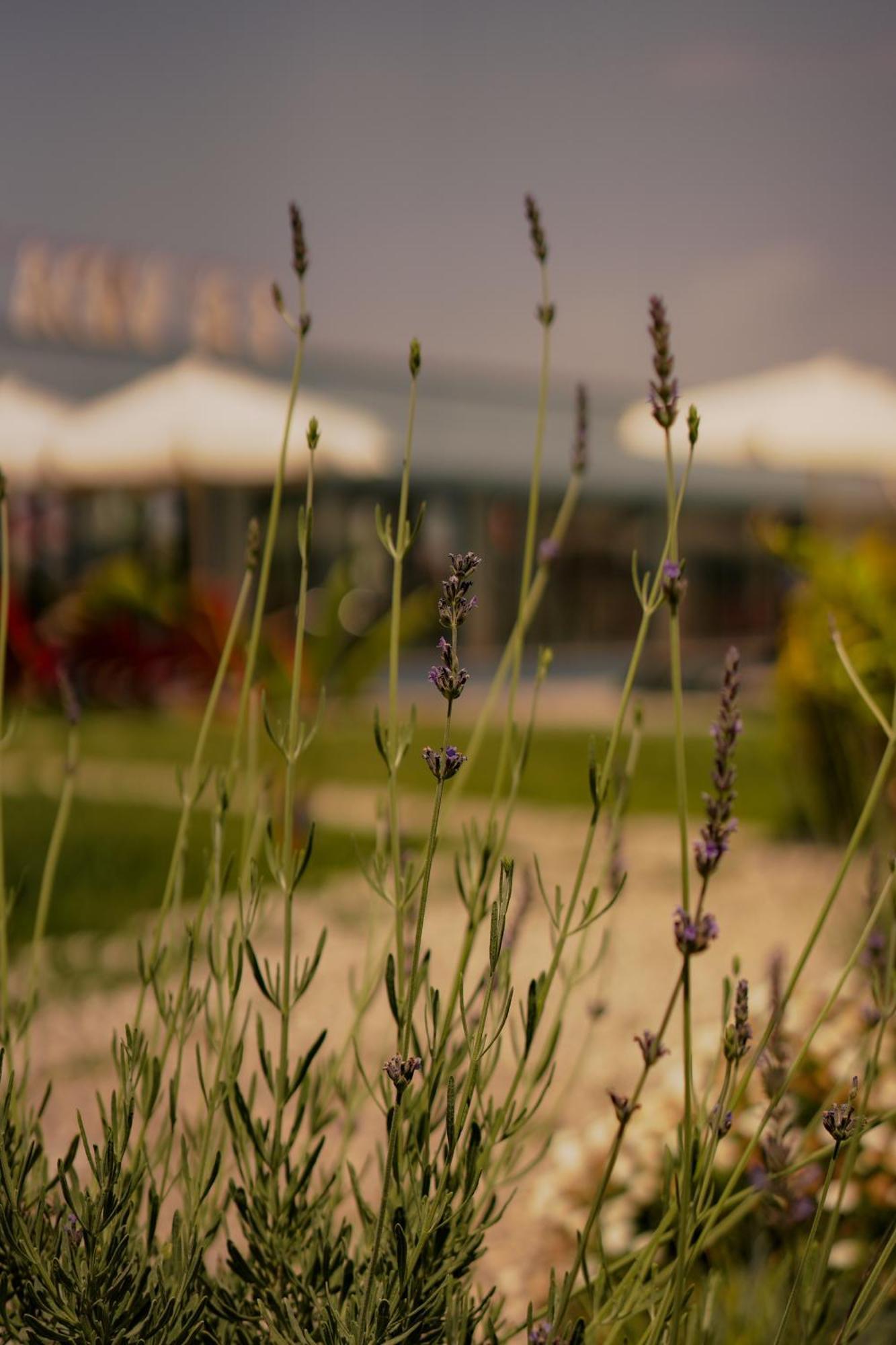 La Vida Otel Urla Luaran gambar